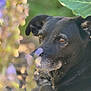 dog, black_dog, animal, pet, outdoor, nature, flower, leaf, greenery, closeup, portrait, fur, eyes, relaxed, peaceful, sunlight, soft_focus, garden, muzzle, ears