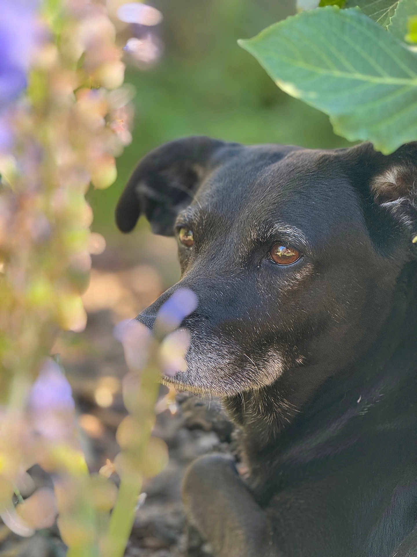 Lanka a rejoint le concours — aidez-le/la à gagner de superbes lots ! dog, black_dog, animal, pet, outdoor, nature, flower, leaf, greenery, closeup, portrait, fur, eyes, relaxed, peaceful, sunlight, soft_focus, garden, muzzle, ears
