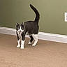 cat, tuxedo_cat, indoor, carpet, green_wall, pet, animal, feline, alert, tail_up, domestic_cat, standing, curious, four_legs, whiskers, ears, eyes, household, floor, wall