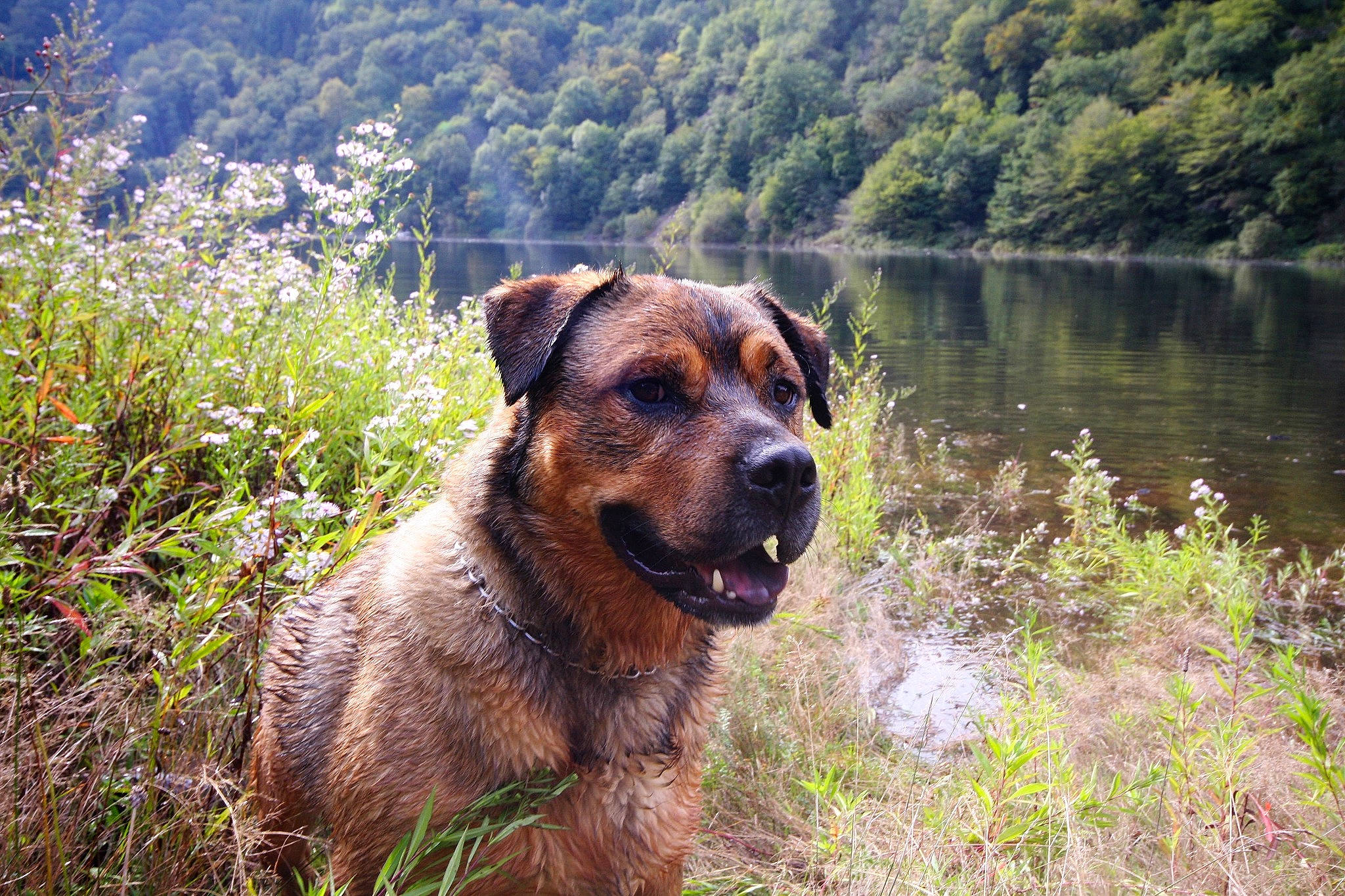 Jo a rejoint le concours — aidez-le/la à gagner de superbes lots ! adventure, canidae, carnivore, dog, dog_breed, fawn, mammal, plant, rare_breed_dog