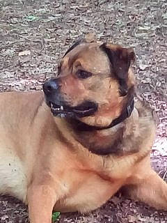 Jo participe au concours pour gagner de l'argent avec cette photo : black_mouth_cur, boerboel, canidae, carlin_pinscher, carnivore, companion_dog, dog, dog_breed, fawn, mammal, perro_de_presa_mallorquin, puggle, rare_breed_dog, snout, sporting_group, vertebrate