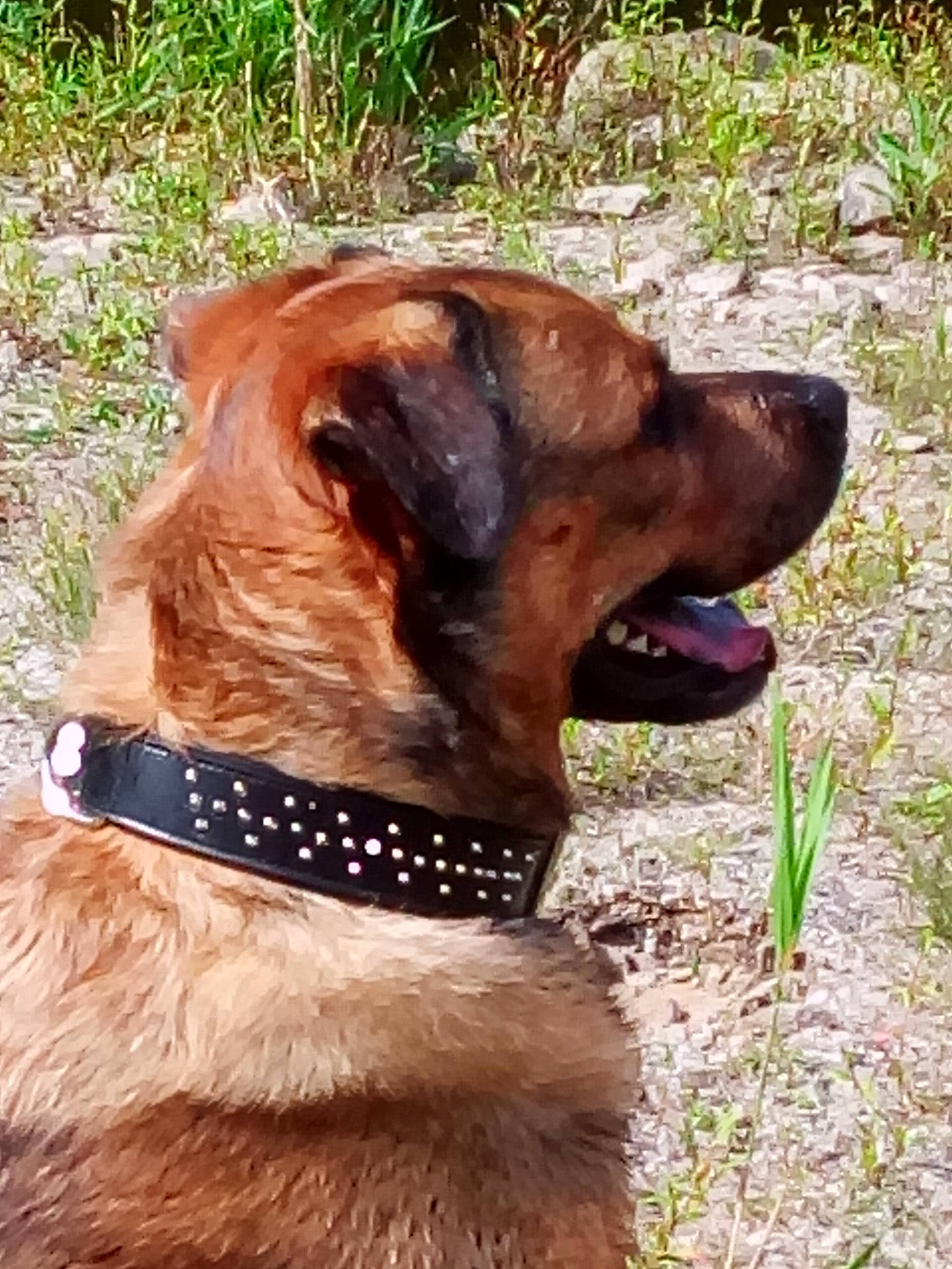 Jo a rejoint le concours — aidez-le/la à gagner de superbes lots ! alano_espanol, bullmastiff, cane_corso, canidae, carnivore, collar, companion_dog, dog, dog_breed, dog_collar, fawn, liver, mammal, rare_breed_dog, snout, sporting_group, tosa