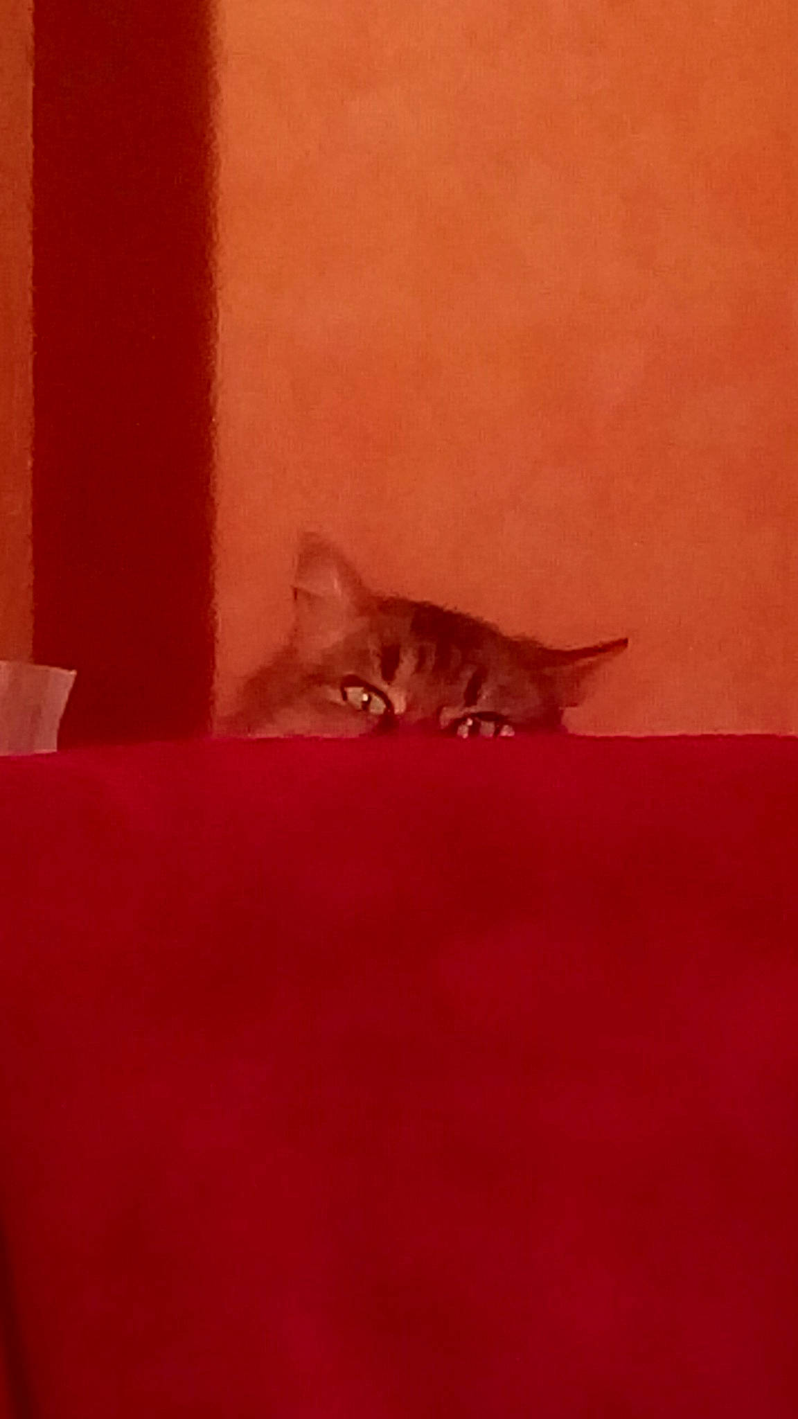 Ines participe au concours pour gagner de l'argent avec cette photo : asian, carnivore, cat, chausie, domestic_short_haired_cat, european_shorthair, fawn, felidae, kitten, mammal, ocicat, red, room, singapura, small_to_medium_sized_cats, tail, whiskers