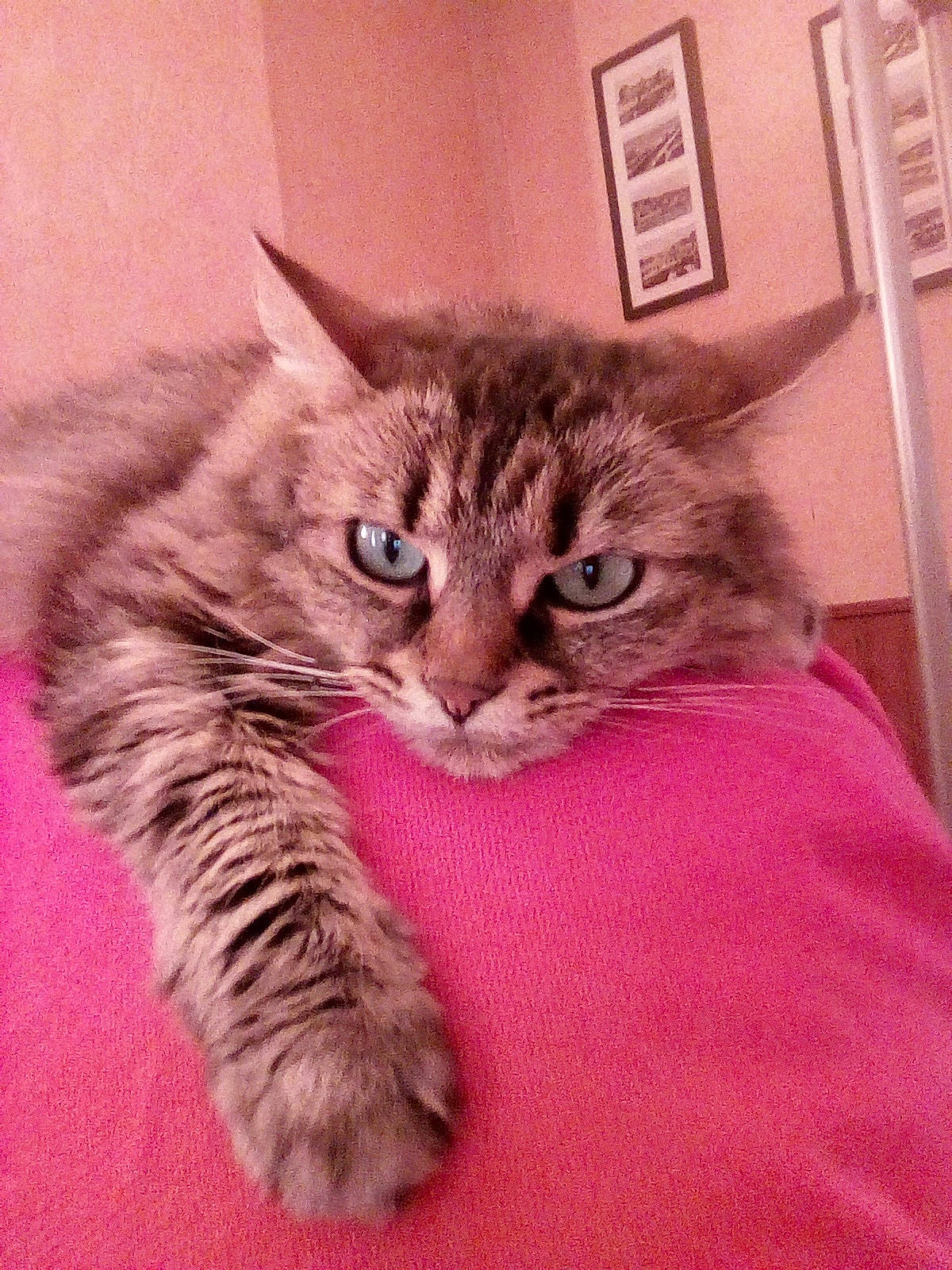 Ines participe au concours pour gagner de l'argent avec cette photo : asian, british_semi_longhair, california_spangled, carnivore, cat, domestic_long_haired_cat, domestic_short_haired_cat, dragon_li, european_shorthair, felidae, fur, kitten, maine_coon, mammal, pixie_bob, polydactyl_cat, siberian, small_to_medium_sized_cats, vertebrate, whiskers