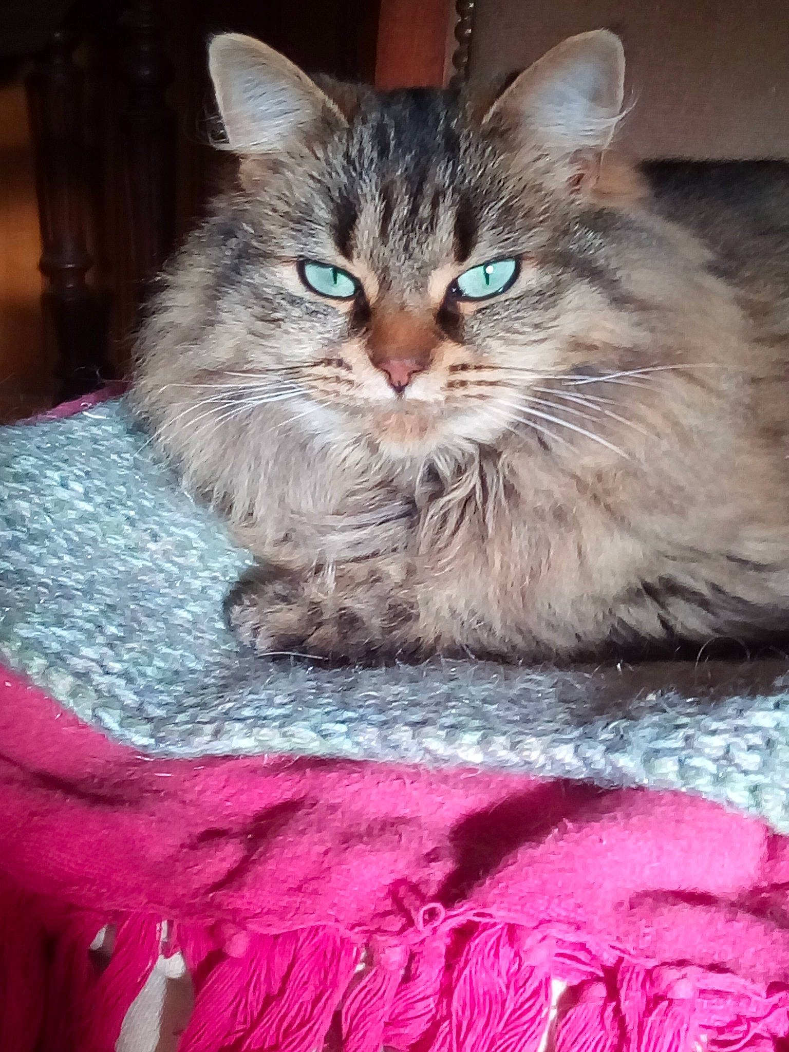 Ines a rejoint le concours — aidez-le/la à gagner de superbes lots ! asian_semi_longhair, british_semi_longhair, carnivoran, cat, cat_like_mammal, domestic_long_haired_cat, domestic_short_haired_cat, fur, kitten, maine_coon, mammal, nebelung, norwegian_forest_cat, persian, pixie_bob, ragamuffin, siberian, small_to_medium_sized_cats, snout, whiskers