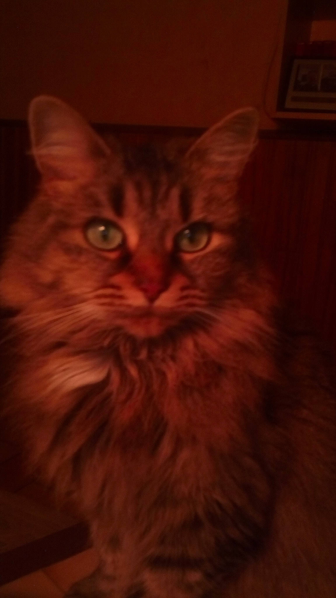 Ines a rejoint le concours — aidez-le/la à gagner de superbes lots ! asian, asian_semi_longhair, british_semi_longhair, carnivore, cat, cymric, domestic_long_haired_cat, eye, felidae, kitten, maine_coon, mammal, norwegian_forest_cat, ragamuffin, siberian, small_to_medium_sized_cats, snout, somali, tabby_cat, whiskers