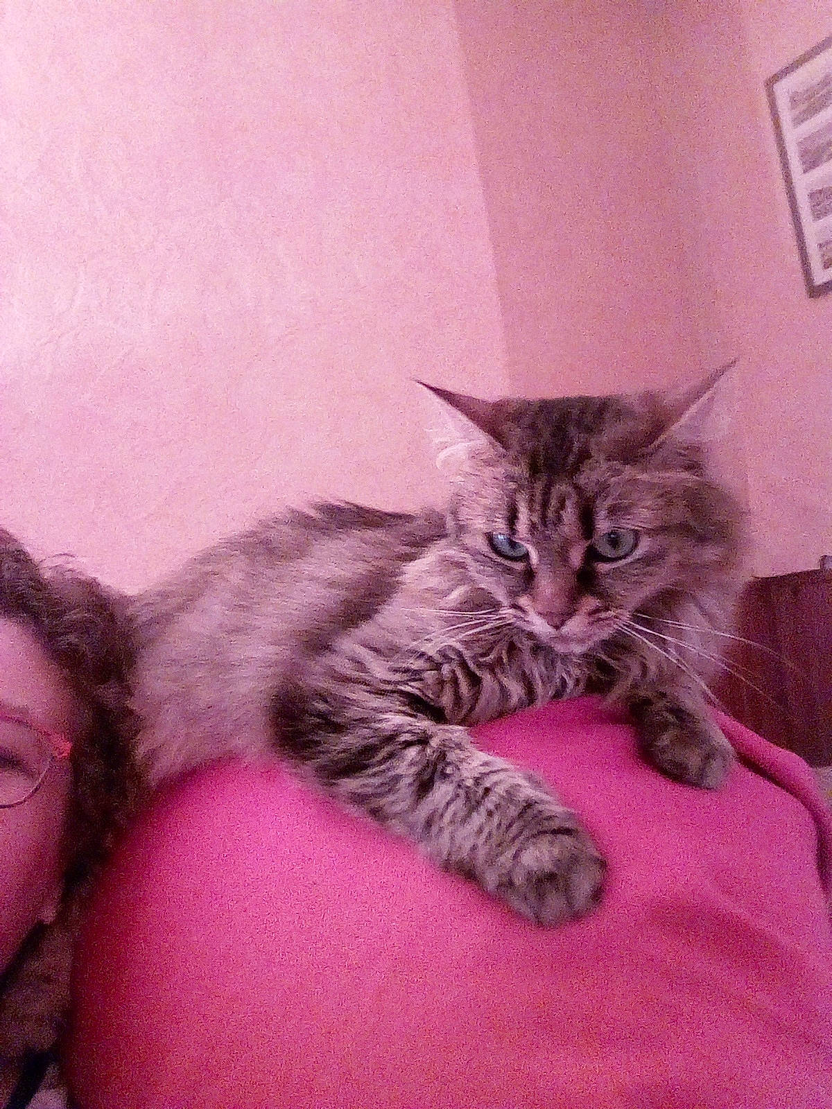 Ines a rejoint le concours — aidez-le/la à gagner de superbes lots ! asian, british_longhair, british_semi_longhair, carnivore, cat, domestic_short_haired_cat, dragon_li, european_shorthair, felidae, fur, kitten, maine_coon, mammal, nap, norwegian_forest_cat, pixie_bob, siberian, small_to_medium_sized_cats, whiskers