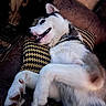 dog, pet, white_dog, black_markings, lying_down, relaxed, smiling, open_mouth, teeth, pointed_ears, paws, fur, cushion, sofa, pillow, indoor, living_room, portrait, cozy, playful