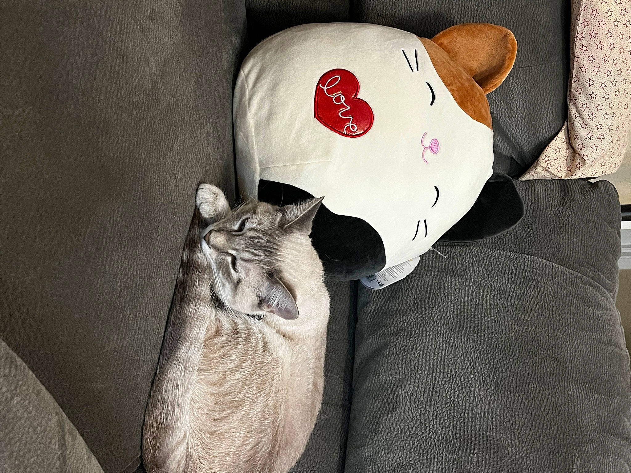 Sebastian joined the competition — help win amazing prizes! canidae, cap, carmine, carnivore, cat, comfort, domestic_short_haired_cat, fashion_accessory, felidae, fur, grey, hat, pattern, small_to_medium_sized_cats, snout, stuffed_toy, tail, textile, toy, whiskers