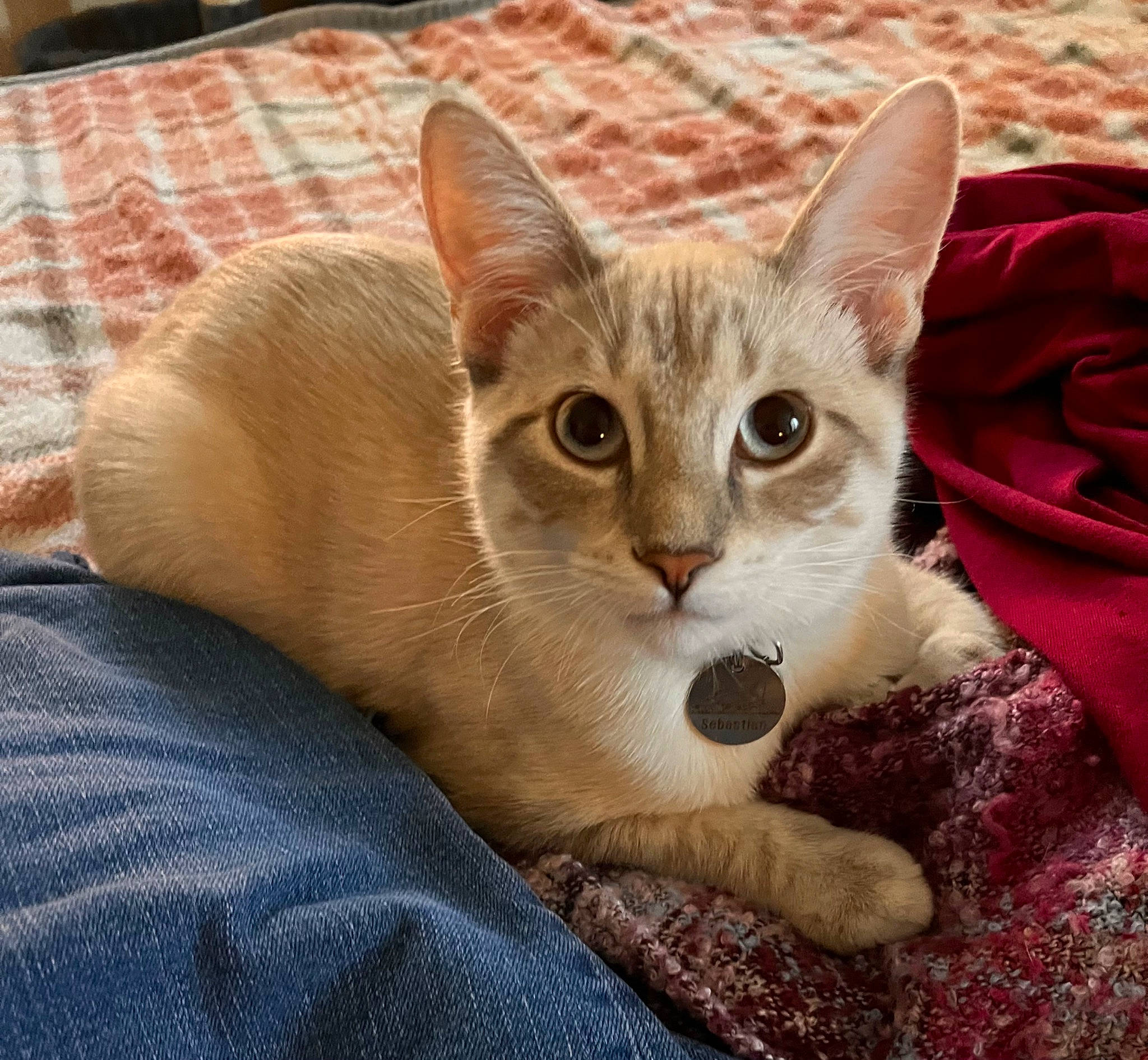 Sebastian is registered to the contest to win money with this photo: carnivore, cat, cat_furniture, cat_supply, claw, comfort, domestic_short_haired_cat, eye, fawn, felidae, fur, paw, pet_supply, sitting, small_to_medium_sized_cats, snout, tail, whiskers, window, wood