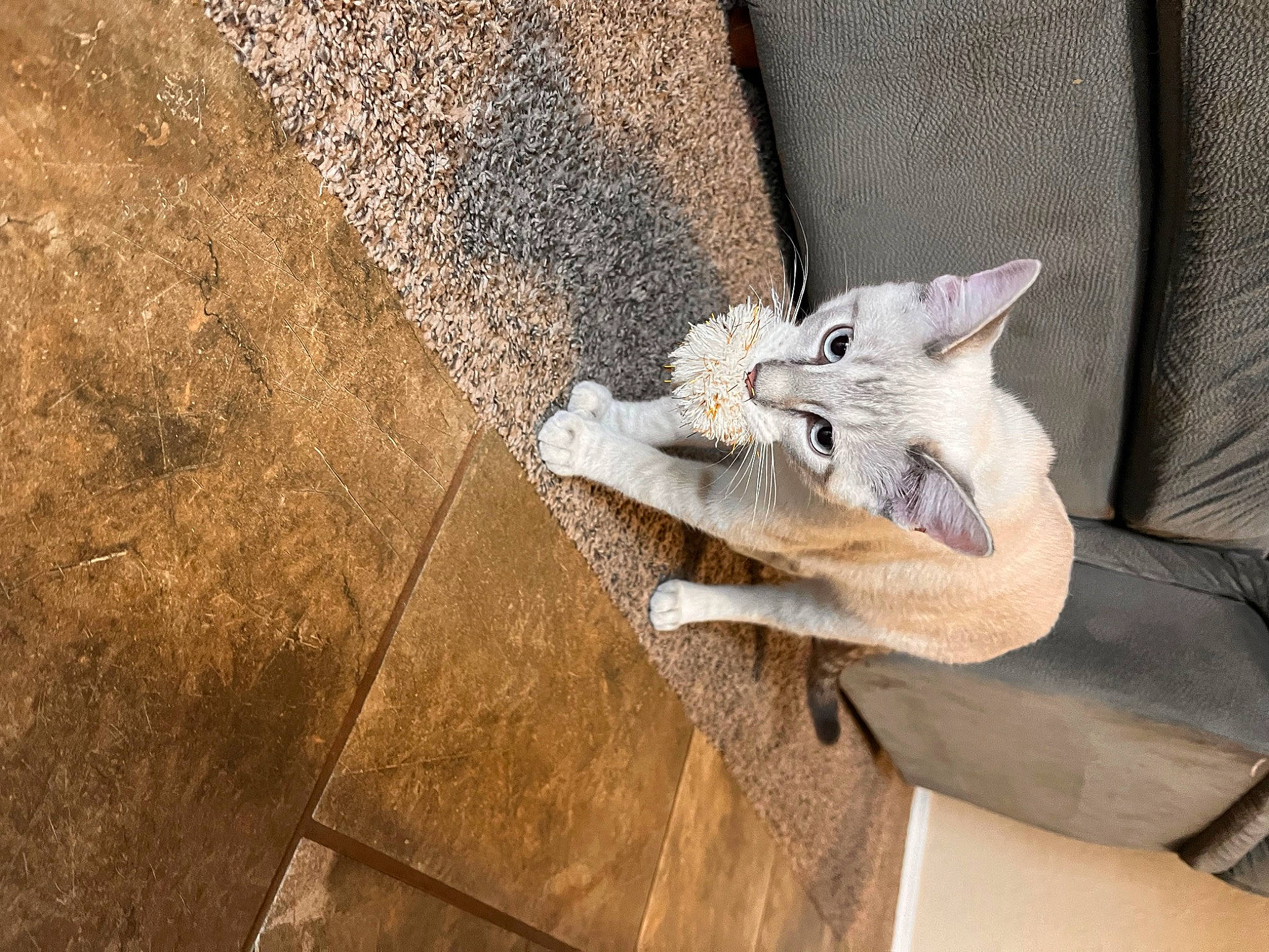 Sebastian is registered to the contest to win money with this photo: carnivore, cat, cement, comfort, concrete, domestic_short_haired_cat, door, fawn, felidae, flooring, fur, grey, linens, metal, small_to_medium_sized_cats, tail, whiskers, window, wood