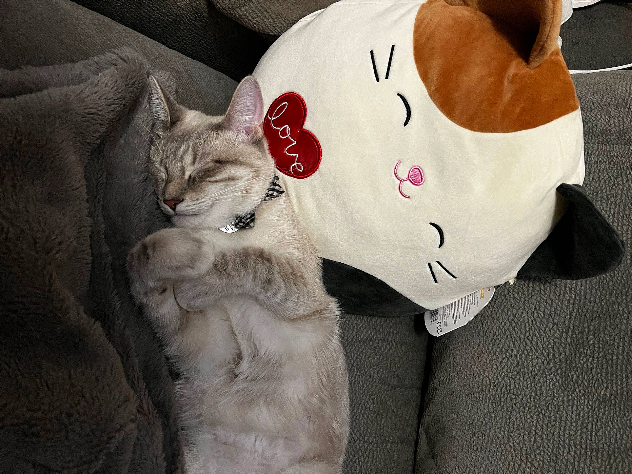 Sebastian is registered to the contest to win money with this photo: canidae, carmine, carnivore, cat, comfort, companion_dog, couch, domestic_short_haired_cat, fawn, felidae, fur, grey, linens, paw, pillow, sleeve, small_to_medium_sized_cats, snout, sportswear, whiskers