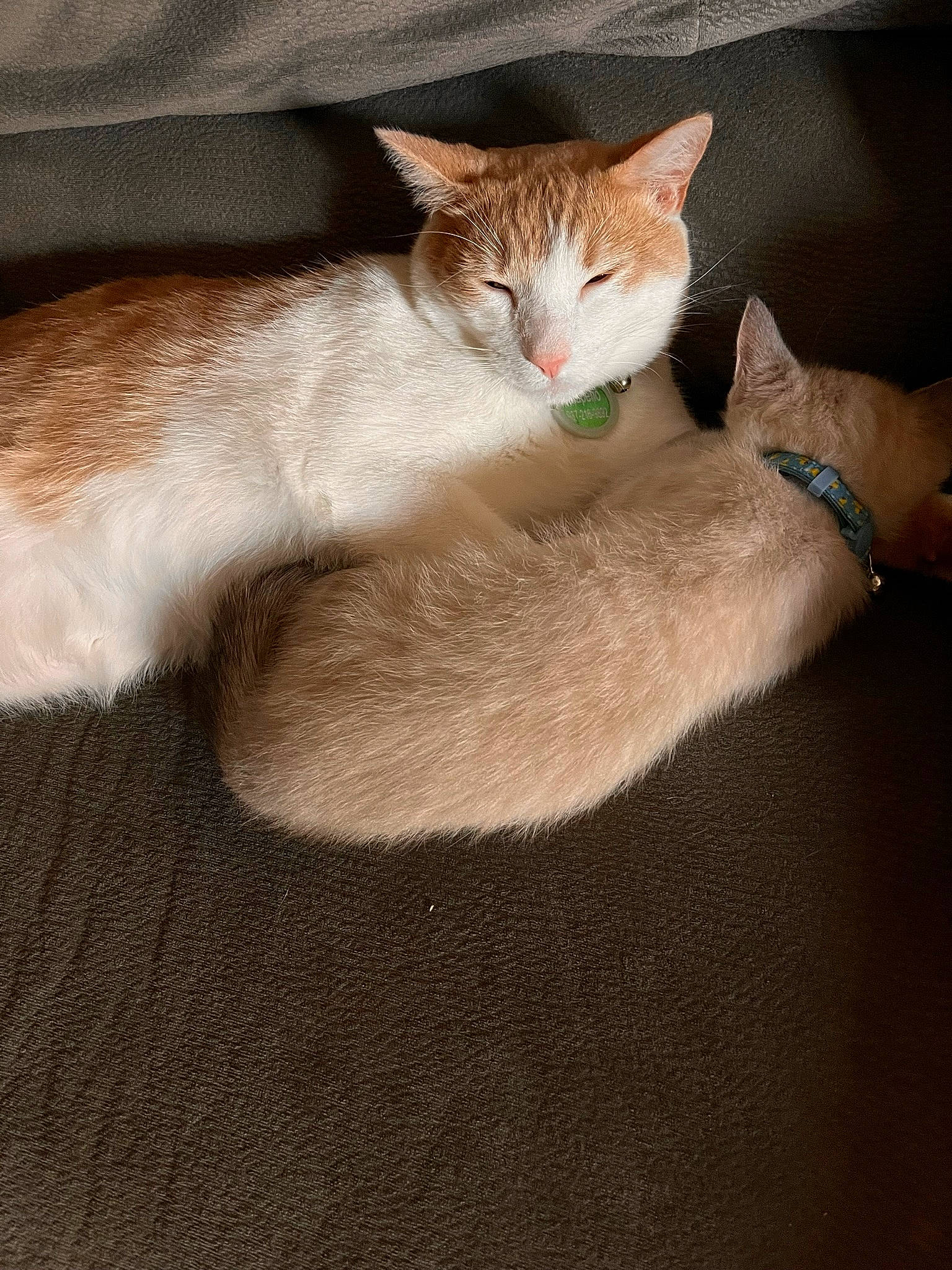 Jalapeño joined the competition — help win amazing prizes! carnivore, cat, claw, comfort, domestic_short_haired_cat, fawn, felidae, foot, fur, gesture, hand, human_leg, mammal, paw, small_to_medium_sized_cats, snout, tail, terrestrial_animal, whiskers, wildlife