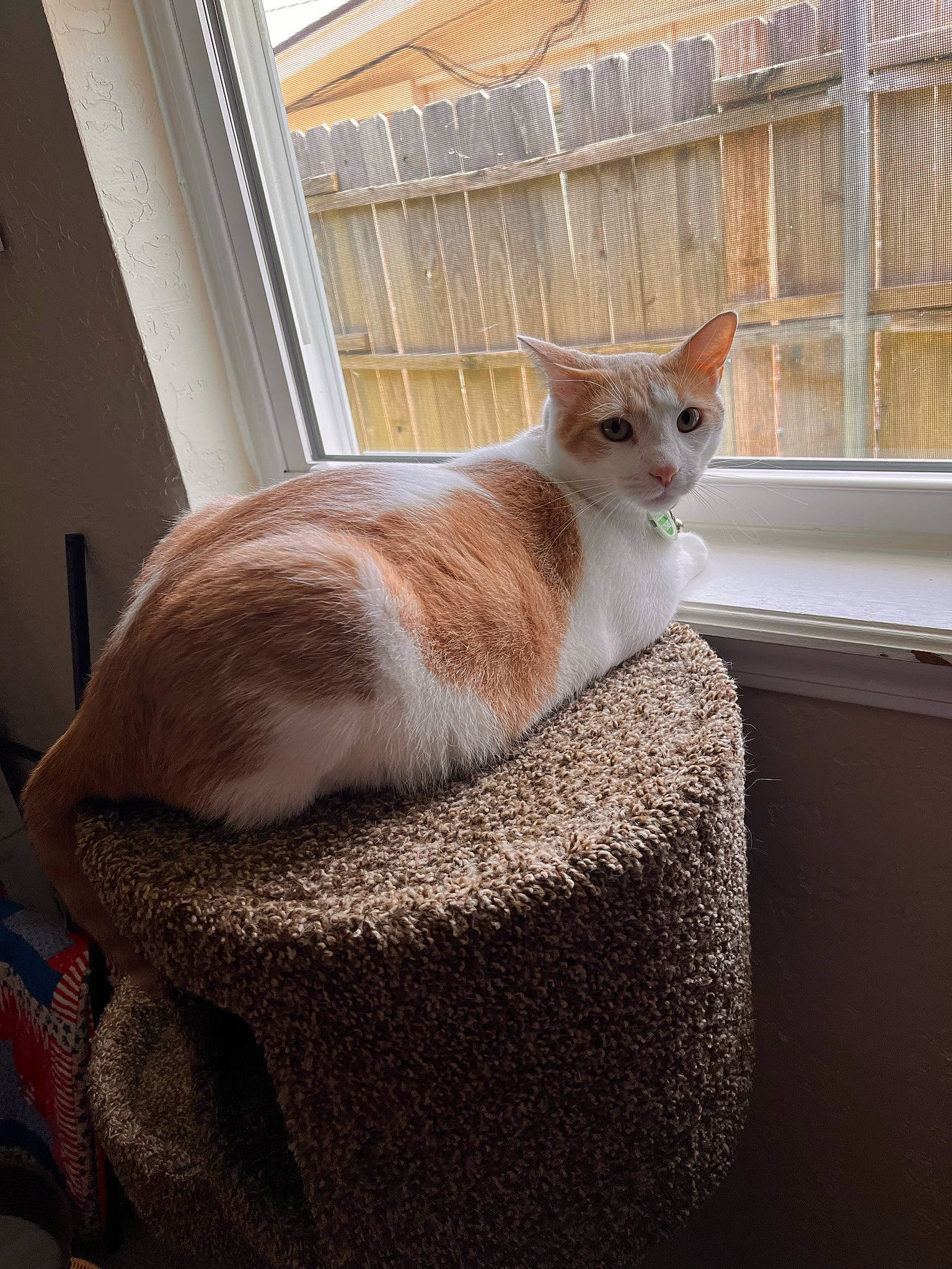 Jalapeño joined the competition — help win amazing prizes! carnivore, cat, cat_supply, comfort, domestic_short_haired_cat, fawn, felidae, flooring, fur, hardwood, paw, pet_supply, plant, room, sitting, small_to_medium_sized_cats, tail, whiskers, window, wood