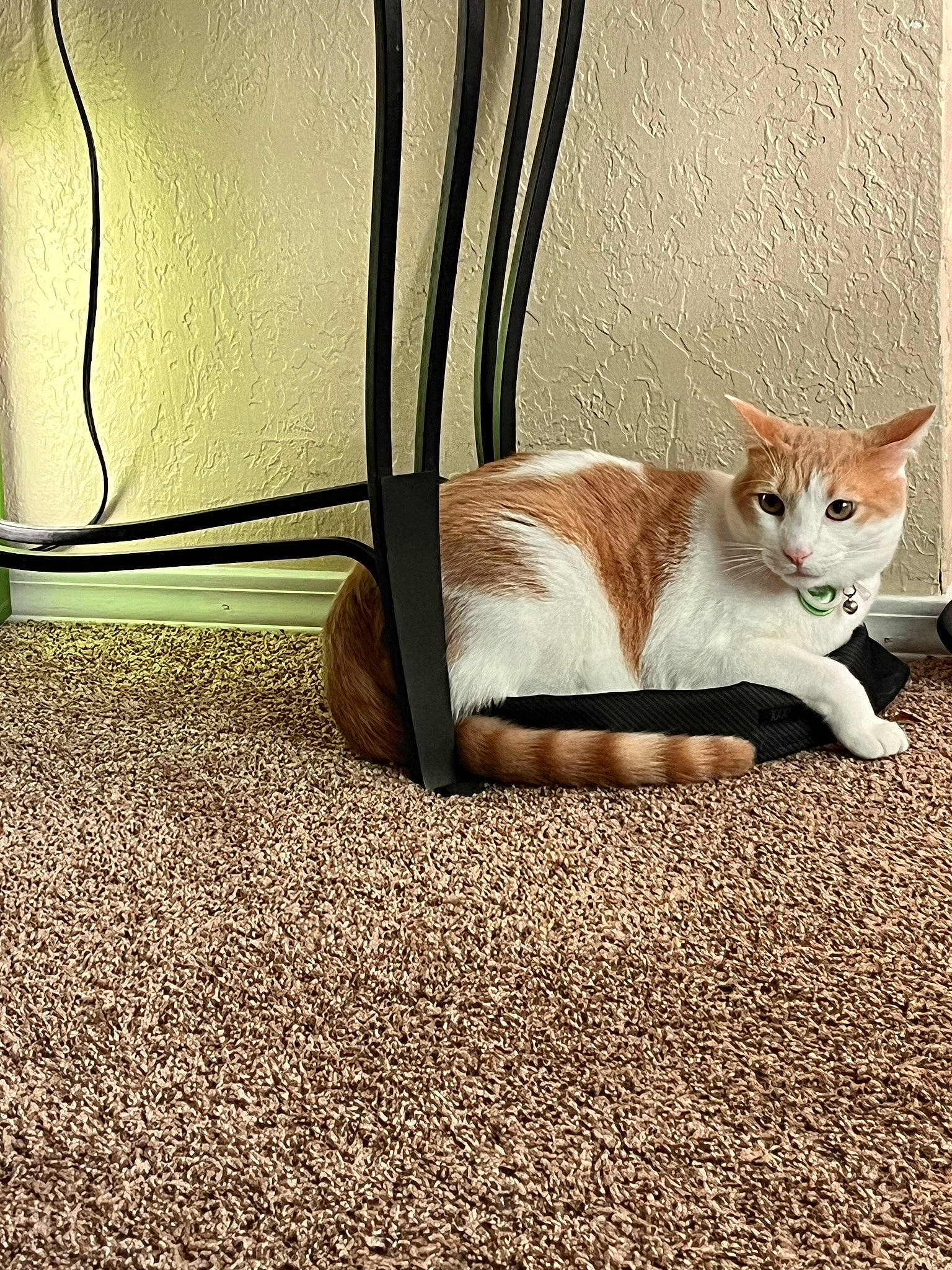 Jalapeño joined the competition — help win amazing prizes! carnivore, cat, comfort, domestic_short_haired_cat, fawn, felidae, floor, flooring, grass, paw, plant, road_surface, shadow, small_to_medium_sized_cats, snout, tail, tints_and_shades, whiskers, window, wood