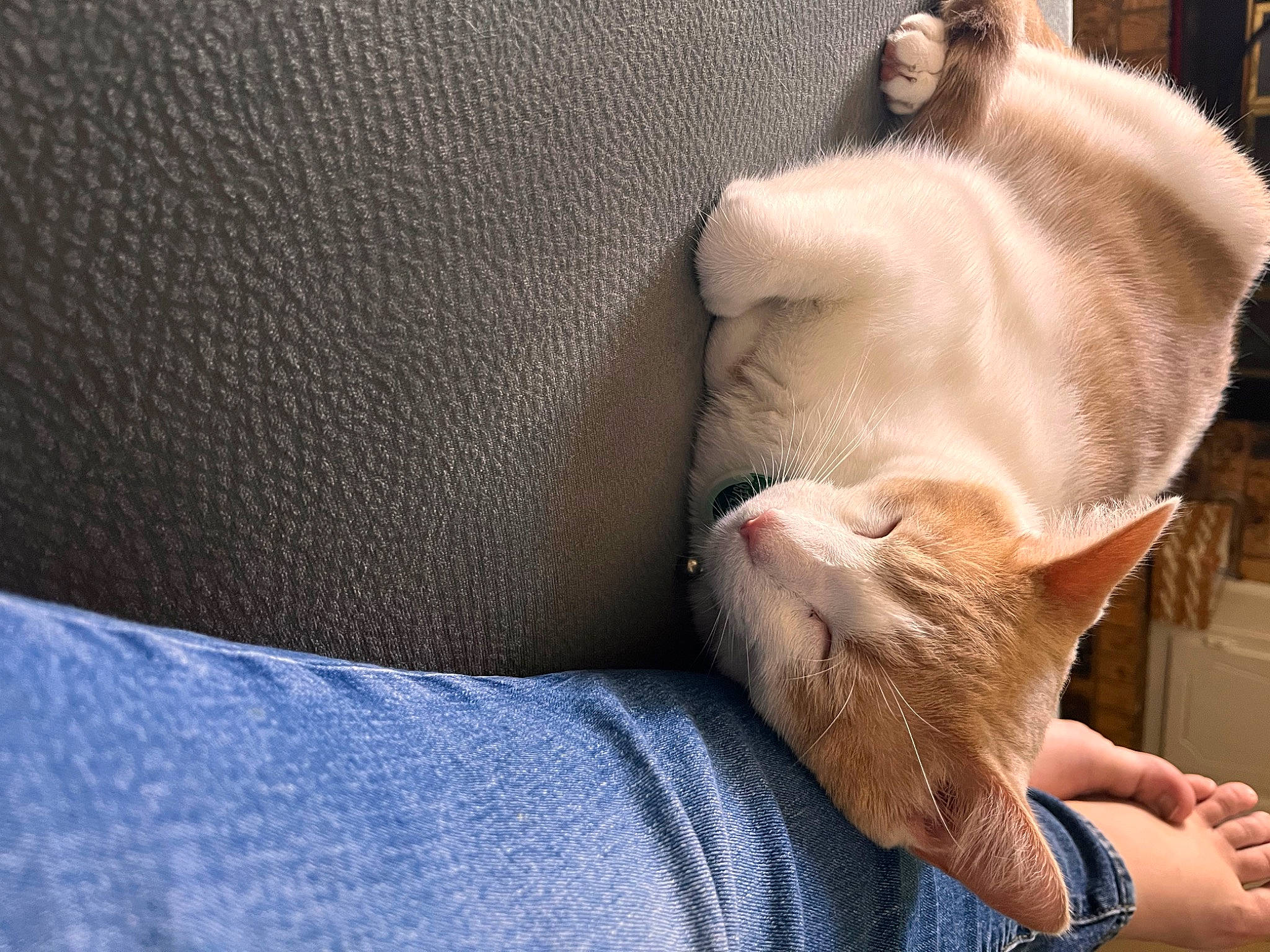 Jalapeño joined the competition — help win amazing prizes! canidae, carnivore, cat, claw, comfort, companion_dog, couch, domestic_short_haired_cat, fawn, felidae, foot, fur, human_leg, linens, paw, small_to_medium_sized_cats, snout, tail, whiskers, wood