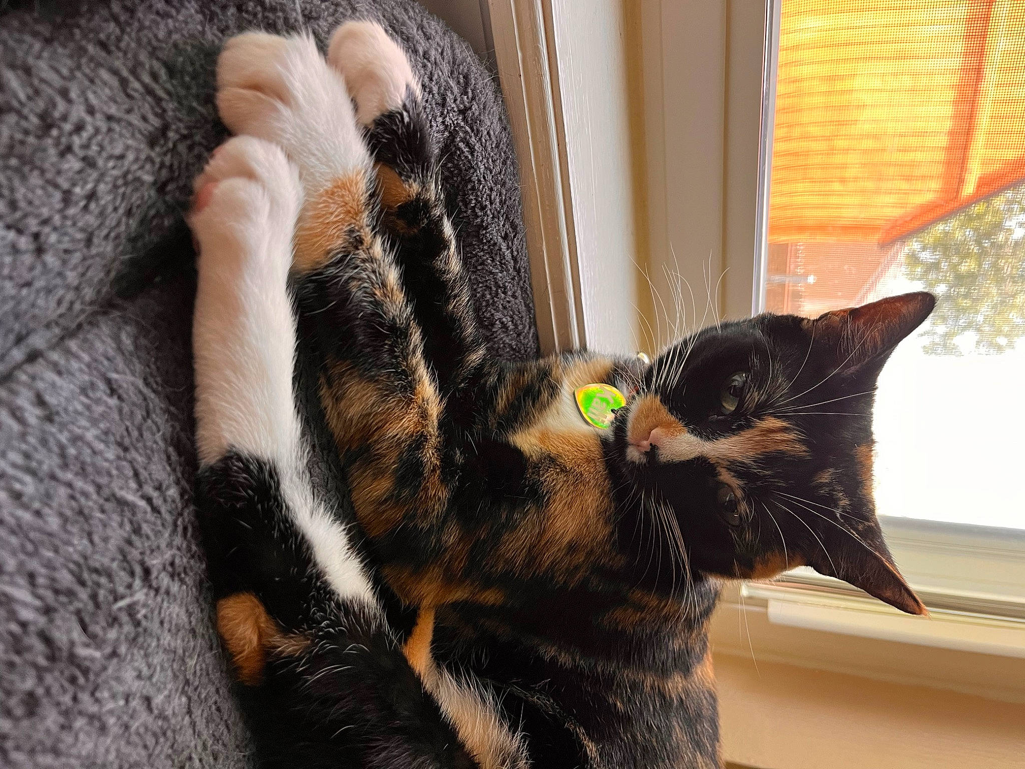 Kali joined the competition — help win amazing prizes! carnivore, cat, claw, comfort, curtain, domestic_short_haired_cat, ear, felidae, fur, houseplant, paw, plant, small_to_medium_sized_cats, snout, tail, terrestrial_animal, tree, whiskers, window, wood