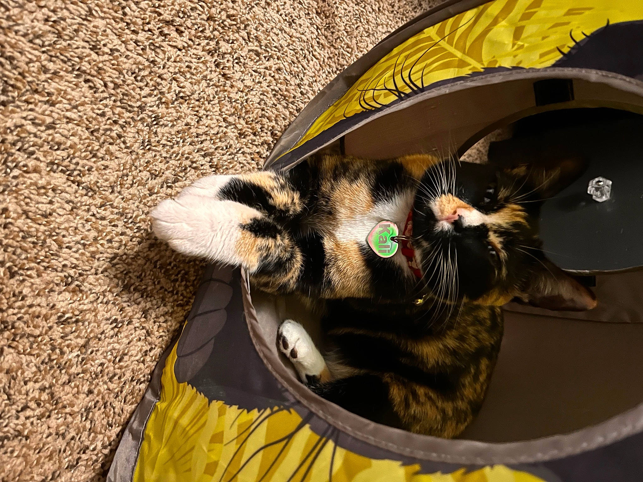 Kali is registered to the contest to win money with this photo: auto_part, carnivore, cat, circle, collar, dog_breed, domestic_short_haired_cat, fashion_accessory, felidae, fur, grass, personal_protective_equipment, pet_supply, shadow, small_to_medium_sized_cats, snout, soil, tail, whiskers, yellow