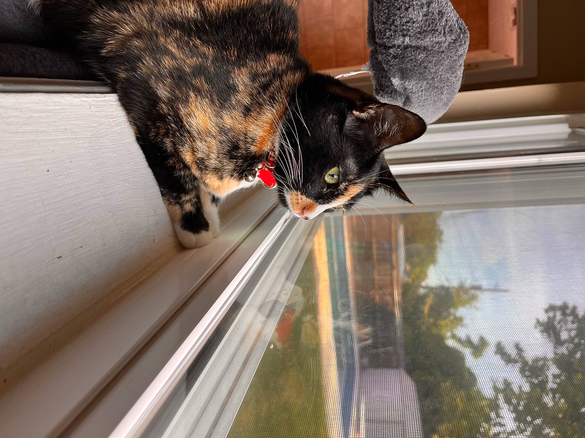Kali joined the competition — help win amazing prizes! canidae, carnivore, cat, claw, collar, dog_breed, domestic_short_haired_cat, felidae, fur, glass, reflection, small_to_medium_sized_cats, snout, sporting_group, tail, tree, water, whiskers, window, wood