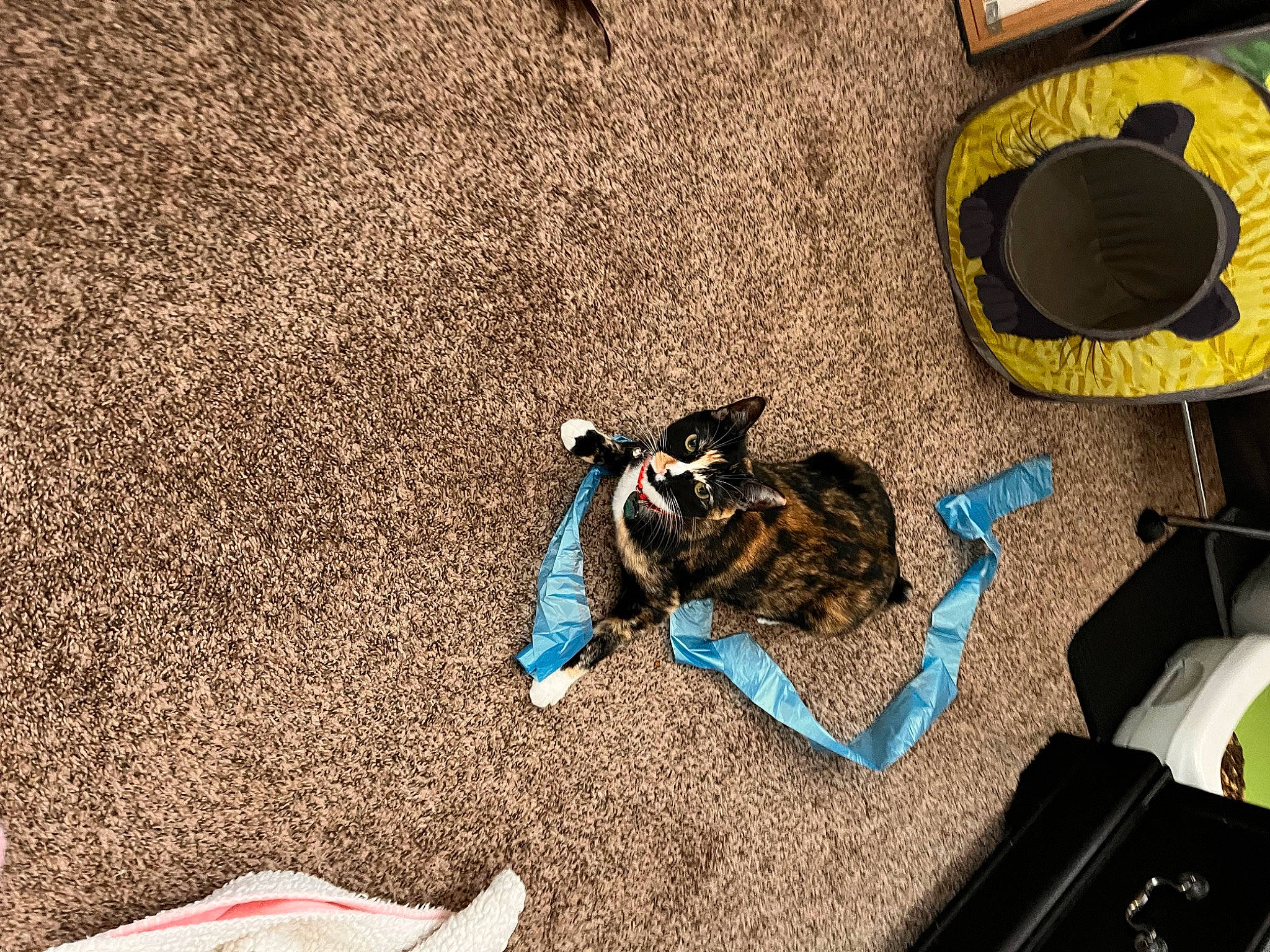 Kali is registered to the contest to win money with this photo: audio_equipment, automotive_tire, bag, carnivore, cat, comfort, companion_dog, domestic_short_haired_cat, eyewear, felidae, floor, flooring, fur, grass, hardwood, luggage_and_bags, small_to_medium_sized_cats, soil, tail, whiskers