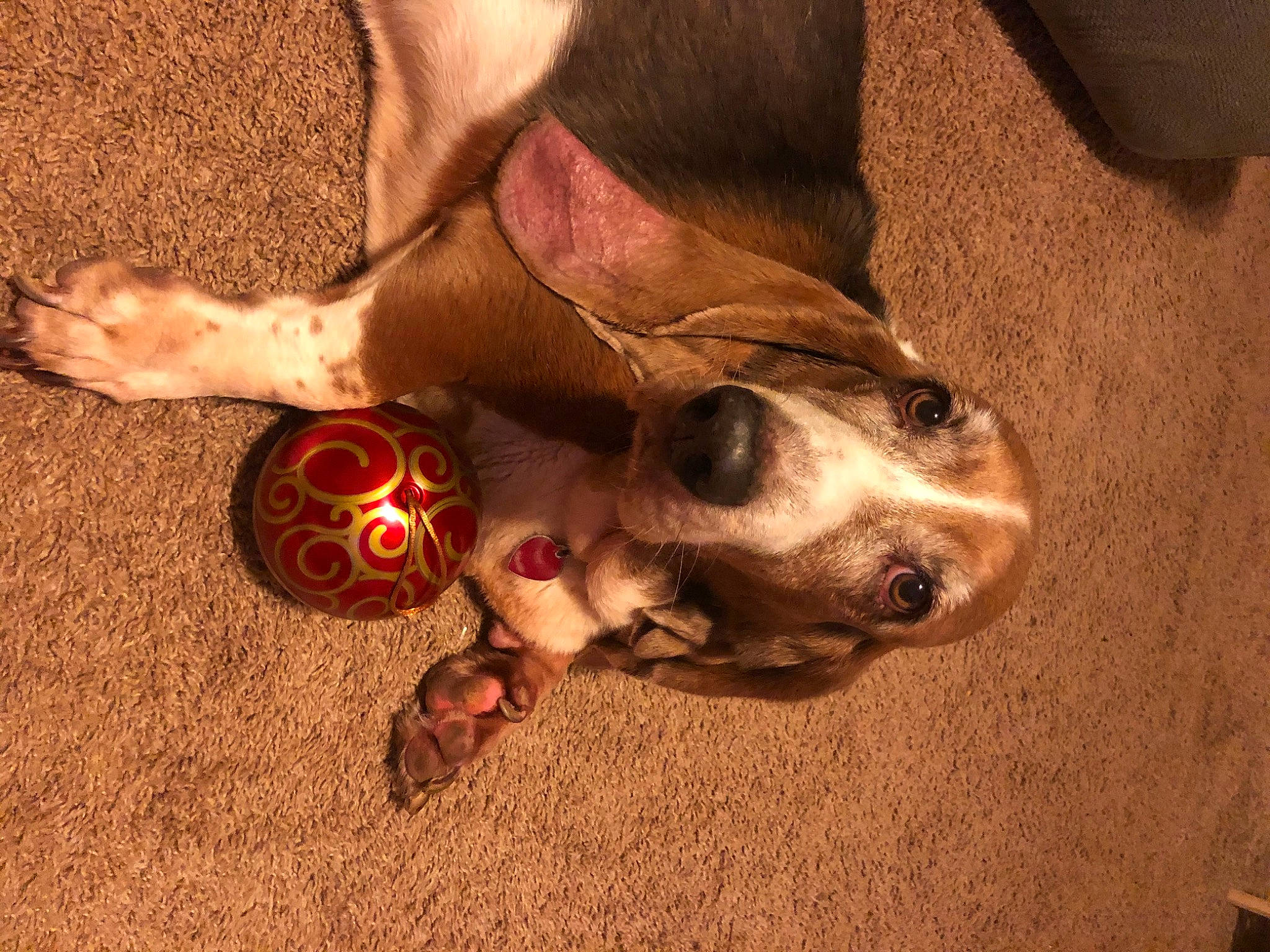 Rusty joined the competition — help win amazing prizes! canidae, carmine, carnivore, companion_dog, dog, dog_breed, dog_supply, fawn, flooring, foot, fur, human_leg, nail, non_sporting_group, paw, snout, sporting_group, toy, whiskers, working_animal