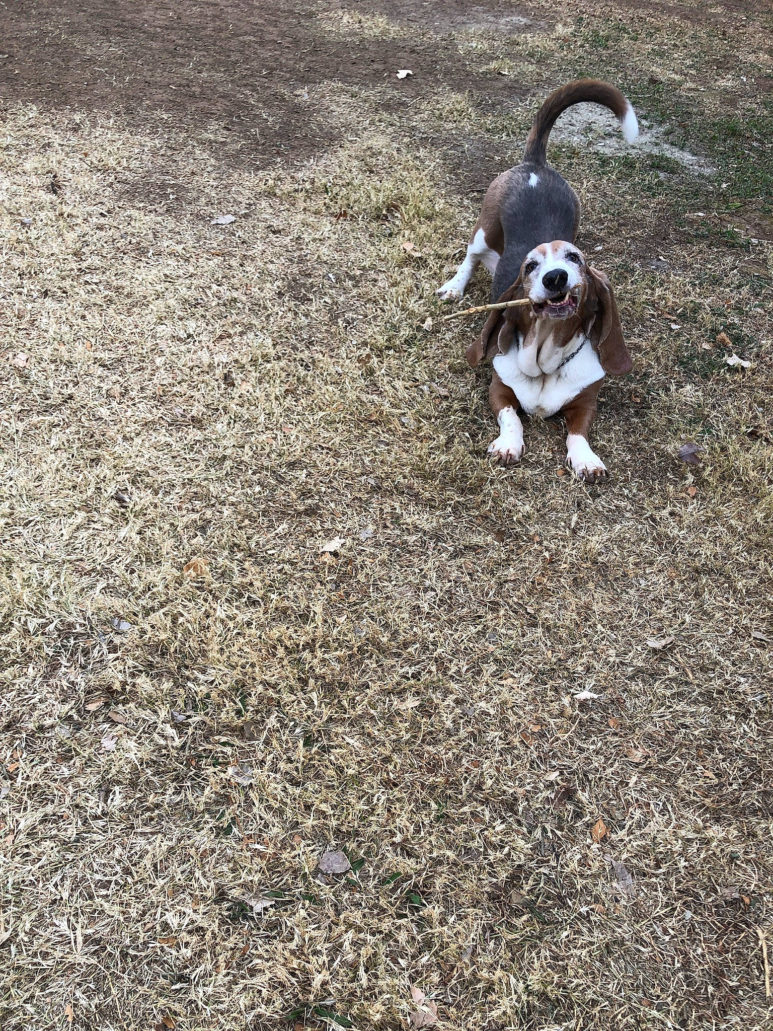 Rusty joined the competition — help win amazing prizes! asphalt, boston_terrier, canidae, carnivore, companion_dog, dog, dog_breed, fawn, grass, road_surface, sand, scent_hound, shadow, soil, sporting_group, tail, terrestrial_animal, wood