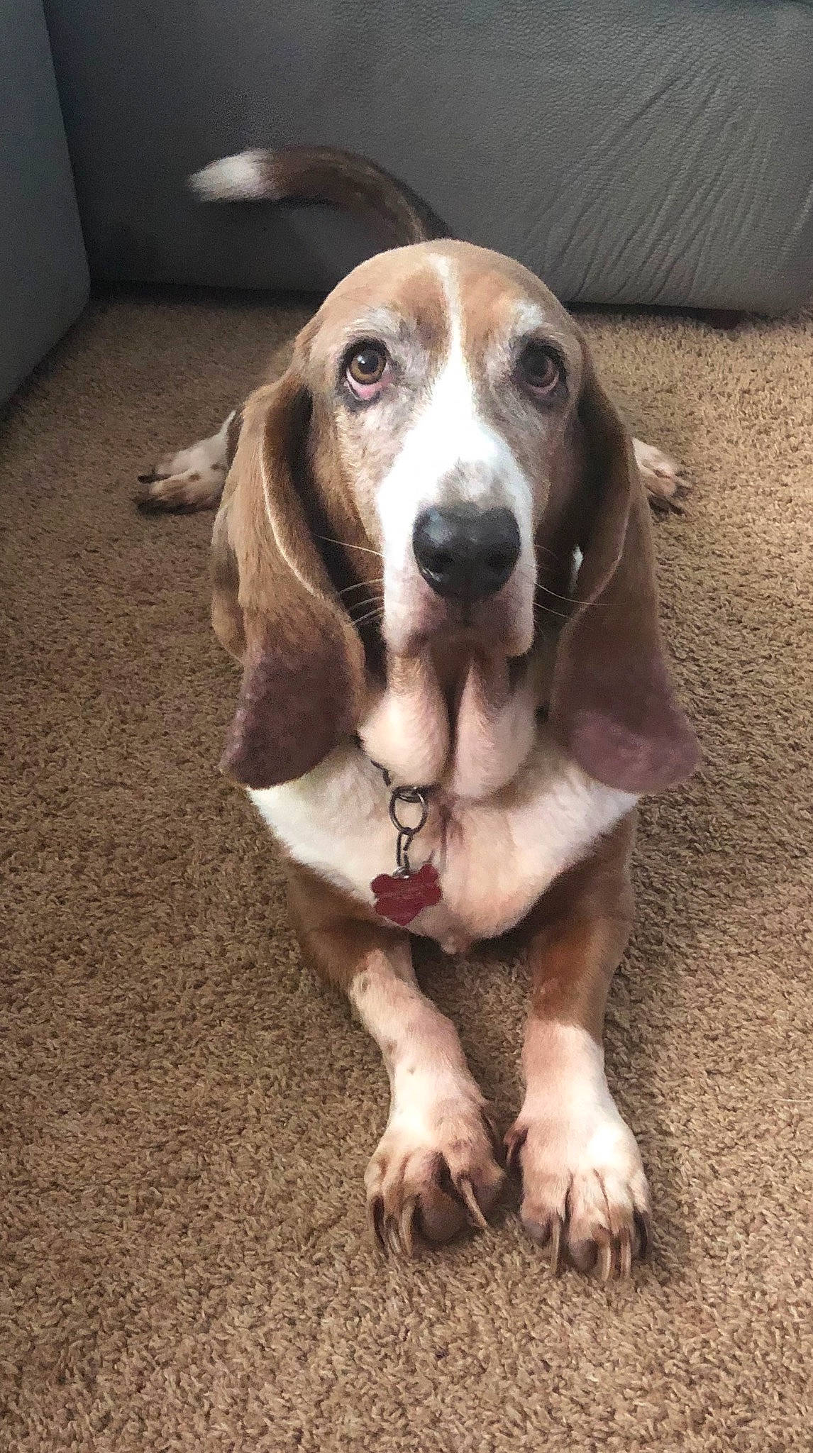 Rusty is registered to the contest to win money with this photo: canidae, carnivore, companion_dog, dog, dog_breed, fawn, hound, hunting_dog, liver, scent_hound, snout, sporting_group, terrestrial_animal, whiskers, wood, working_animal