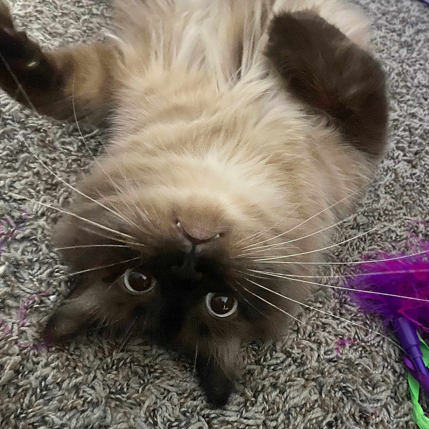 Henny joined the competition — help win amazing prizes! accessories, angora, animal, cat, featherboa, kitten, manx, pet, purple, siamese, toy