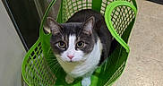 Sammy joined the competition — help win amazing prizes! animal, cat, container, curious, cute, domestic, ears, floor, gray_fur, green, household, indoor, laundry_basket, looking_up, pet, pink_nose, plastic, tile, whiskers, white_fur