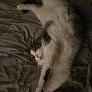 Sammy is registered to the contest to win money with this photo: animal, bed, blanket, cat, comfort, cozy, cute, domestic, feline, fur, indoor, paws, pet, relaxed, resting, sleepy, soft, stretching, tabby, whiskers