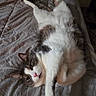 animal, bed, blanket, cat, cozy, cute, domestic, feline, fur, gray, indoor, mammal, pet, pillow, relaxing, resting, sleepy, stretching, whiskers, white