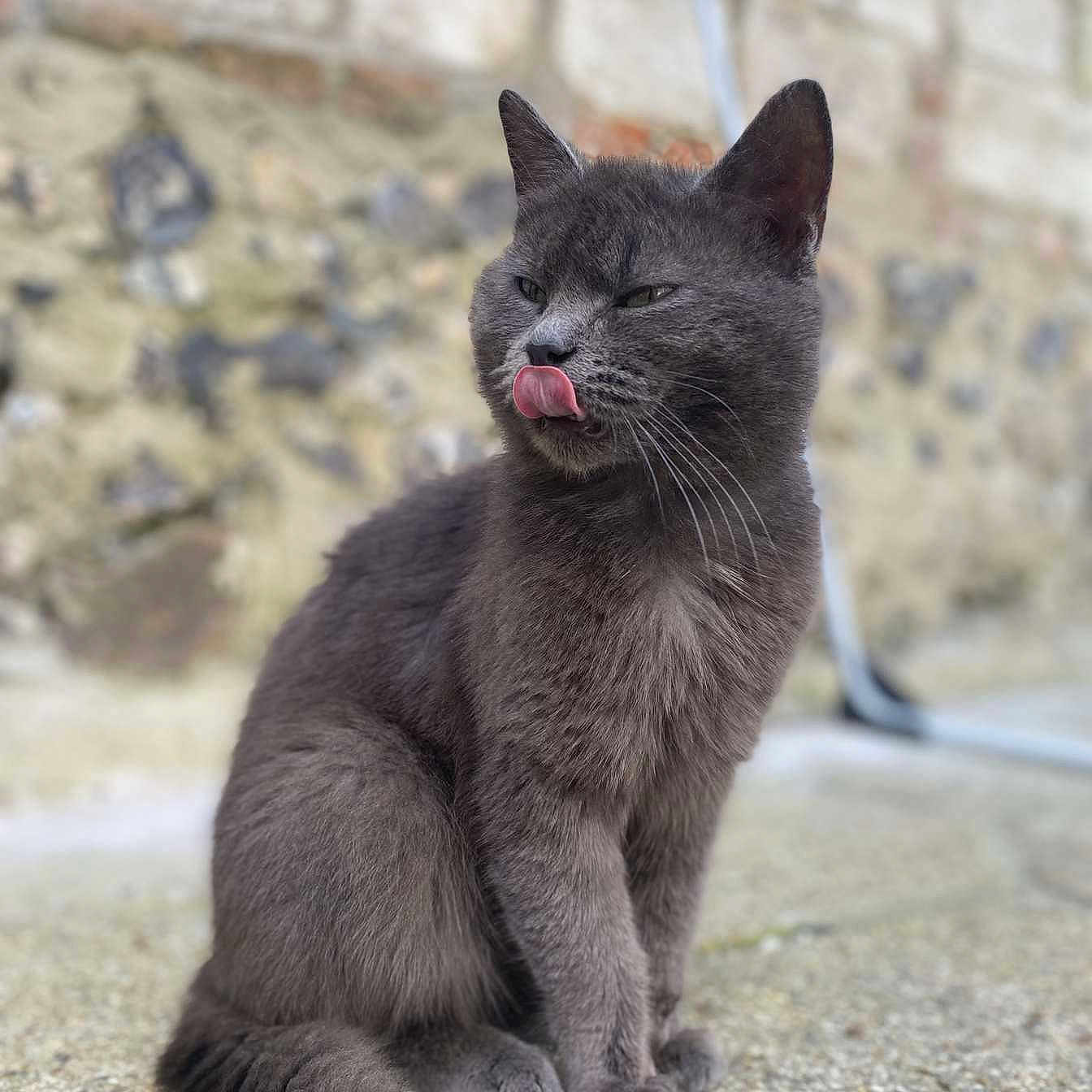 Pouchine a rejoint le concours — aidez-le/la à gagner de superbes lots ! abyssinian, accessories, angora, animal, blackcat, bodypart, cat, kitten, manx, mouth, person, pet, road, slate, snout, strap, teeth, tongue