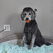 Cooper joined the competition — help win amazing prizes! animal, ball, bed, canine, companion, cozy, curly_fur, cute, dog, domestic, fluffy, furry, gray, indoor, obedient, pet, playful, resting, sitting, toy