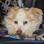 Meishka joined the competition — help win amazing prizes! dog, pet, close_up, face, eyes, nose, paws, fur, ears, blanket, resting, portrait, animal, domestic_animal, indoor, cozy, whiskers, gaze, couch, calm