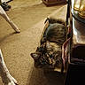 cat, dog_paws, cardboard_box, carpet, indoor, tabby, feline, pet, curious, cozy, floor, animal, whiskers, fur, claws, domestic, home, relaxed, companion, cute