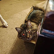 Tiger is registered to the contest to win money with this photo: cat, tabby_cat, cardboard_box, carpet, dog_paw, indoor, floor, furniture, bookshelf, shoes, pet, animal, fur, relaxing, curious, cozy, companion, closeup, home, domestic