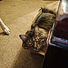 cat, tabby_cat, cardboard_box, carpet, dog_paw, indoor, floor, furniture, bookshelf, shoes, pet, animal, fur, relaxing, curious, cozy, companion, closeup, home, domestic