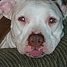 Babygirl is registered to the contest to win money with this photo: dog, white_dog, pet, close_up, resting, head, face, ears, nose, tongue, red_eye, indoor, couch, texture, fur, animal, canine, relaxed, sleepy, portrait