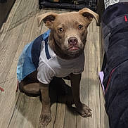 Twilight is registered to the contest to win money with this photo: dog, puppy, pet_clothing, indoor, wood_floor, brown_dog, looking_up, sitting, toy_shelf, household_items, ears_up, expressive_eyes, casual, cute, domestic_animal, animal, flooring, furniture, cozy, portrait