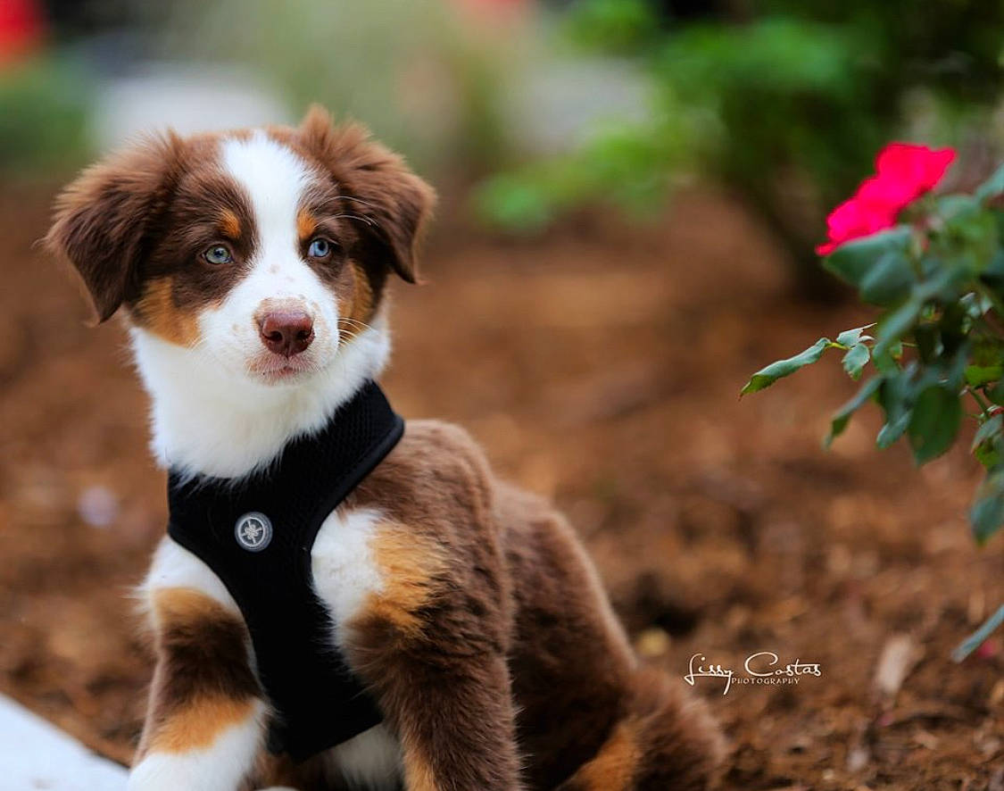 Houston joined the competition — help win amazing prizes! australian_collie, australian_shepherd, border_collie, canidae, carnivore, companion_dog, dog, dog_breed, mammal, miniature_australian_shepherd, plant, puppy, rare_breed_dog, sporting_group, vertebrate, working_dog