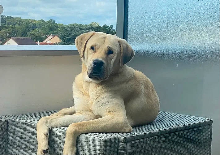 Baby participe au concours pour gagner de l'argent avec cette photo : canidae, carnivore, cloud, comfort, companion_dog, dog, dog_breed, fawn, gun_dog, mesh, paw, rectangle, sky, sporting_group, terrestrial_animal, whiskers, working_animal