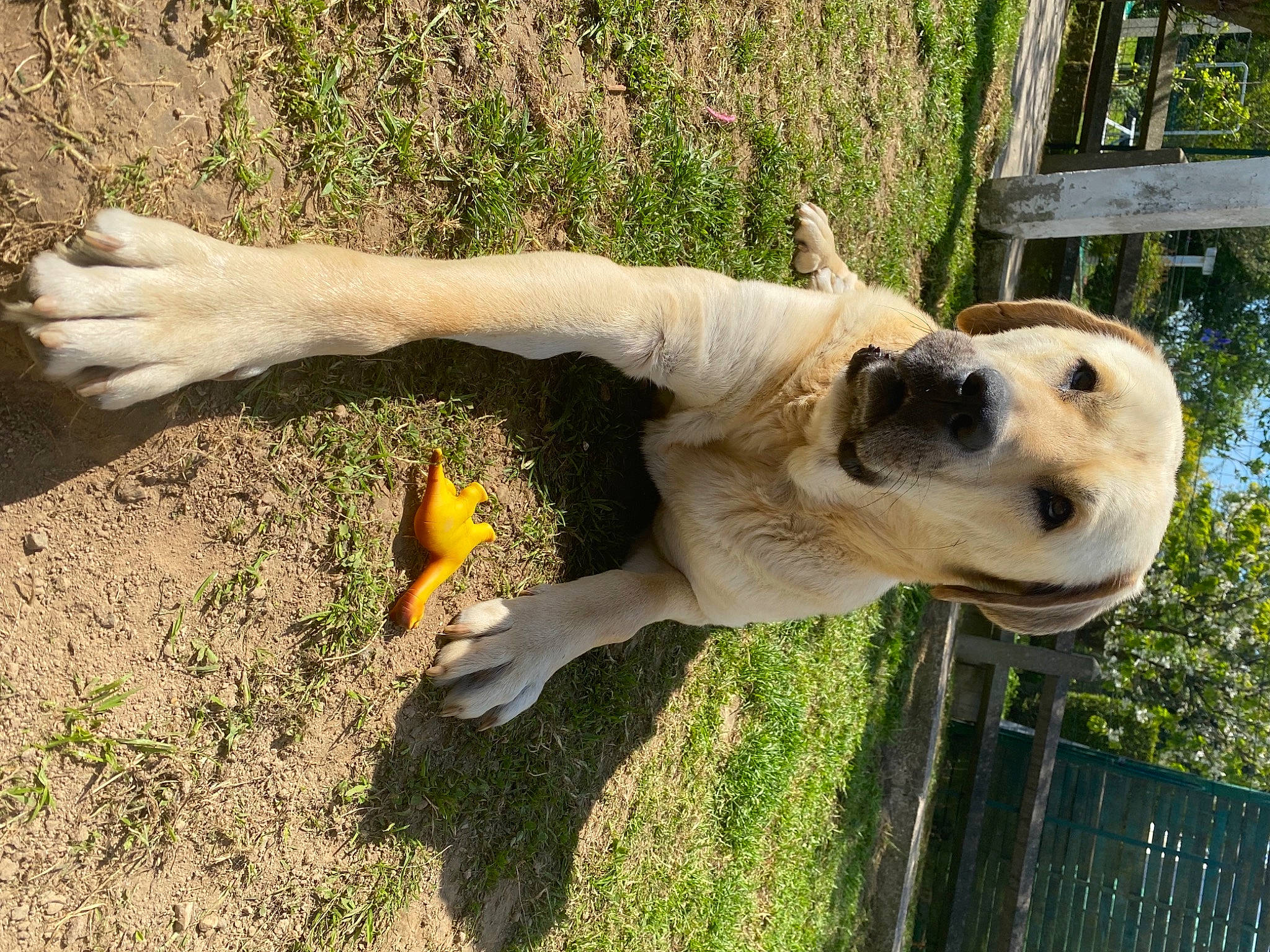Baby participe au concours pour gagner de l'argent avec cette photo : canidae, carnivore, cockatoo, collar, companion_dog, dog, dog_breed, fawn, fence, grass, labrador_retriever, livestock_guardian_dog, non_sporting_group, plant, puppy, retriever, snout, tail, tree, working_animal