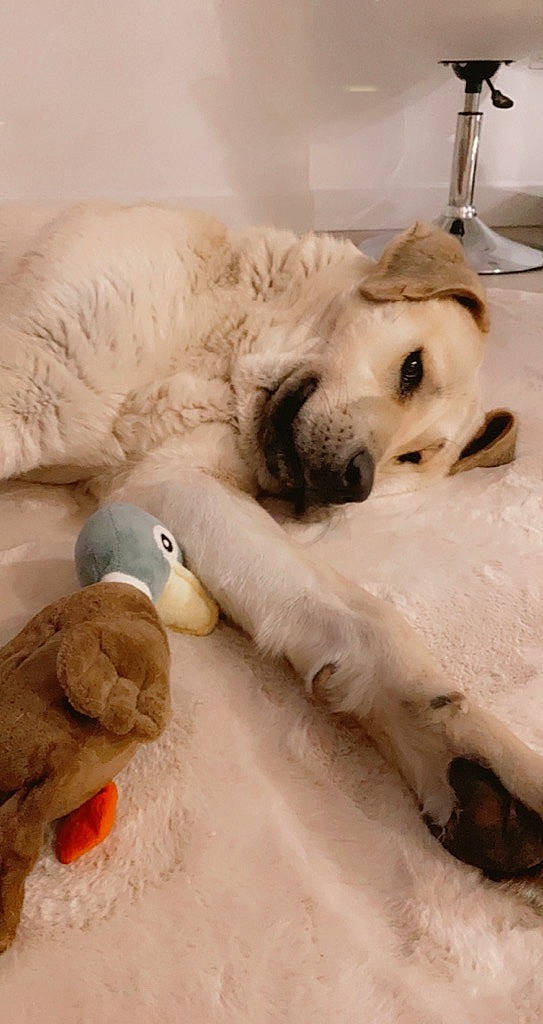 Baby participe au concours pour gagner de l'argent avec cette photo : bed, carnivore, comfort, companion_dog, couch, dog, dog_breed, dog_supply, fawn, fur, linens, paw, plumbing_fixture, retriever, snow, stuffed_toy, toy, whiskers, wood, working_animal