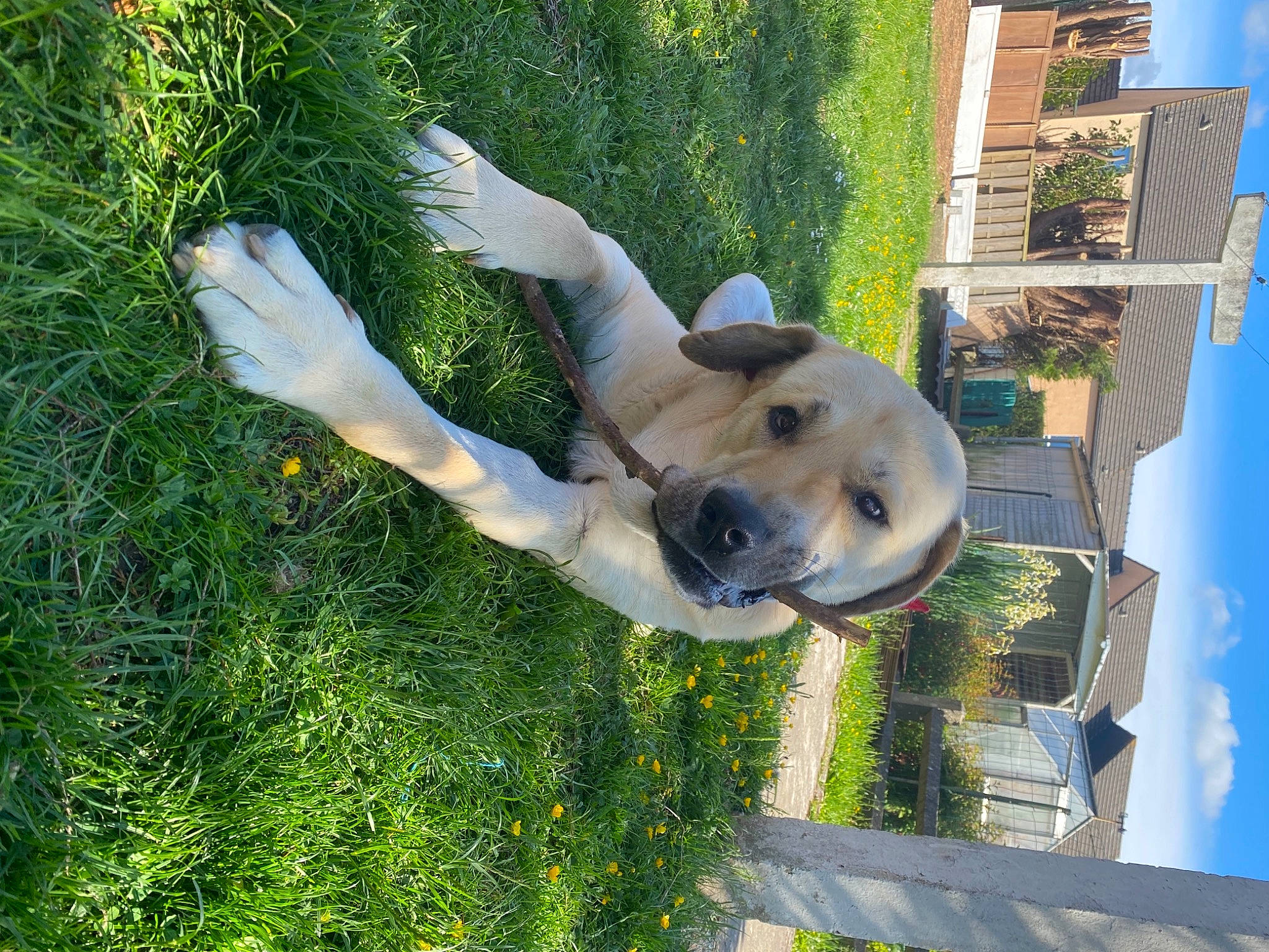 Baby participe au concours pour gagner de l'argent avec cette photo : art, building, canidae, carnivore, companion_dog, dog, dog_breed, fawn, grass, lawn, plant, sculpture, shrub, sky, snout, sporting_group, statue, tree, window, working_animal