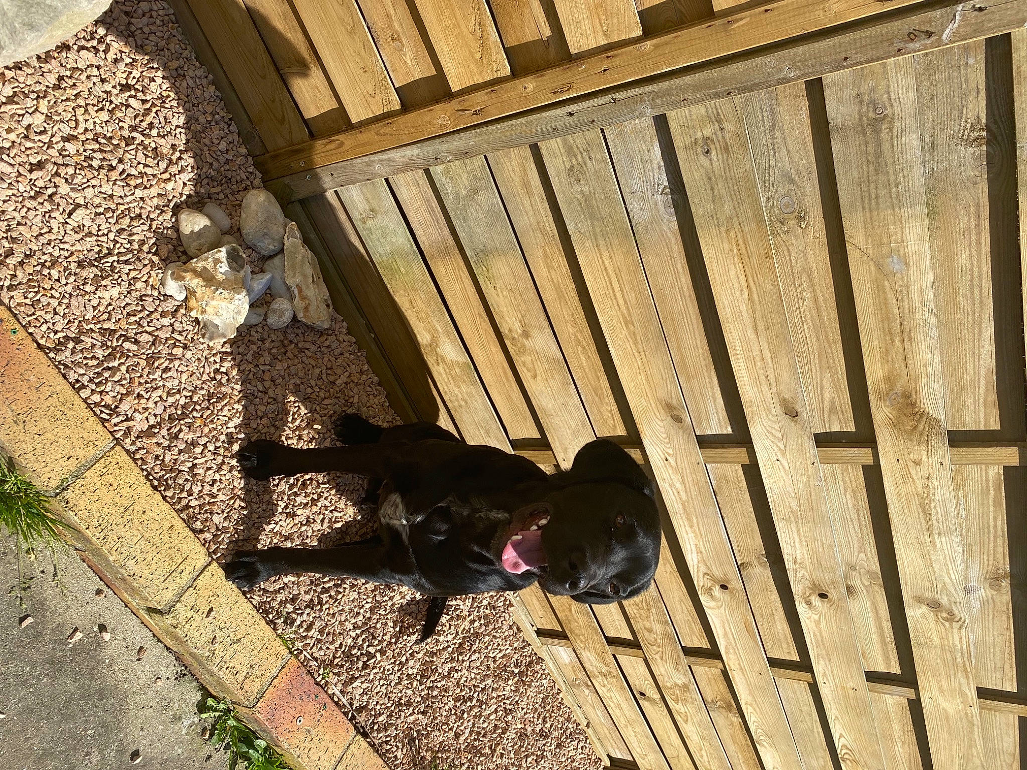 Rocky a rejoint le concours — aidez-le/la à gagner de superbes lots ! carnivore, companion_dog, dog, dog_breed, fawn, floor, flooring, grass, hardwood, landscape, leisure, metal, pattern, rectangle, road_surface, shadow, sporting_group, tints_and_shades, wood, wood_stain