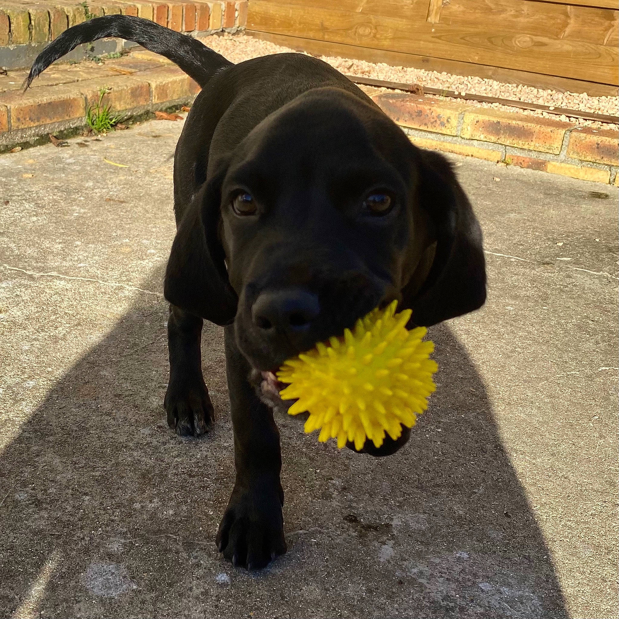Rocky a rejoint le concours — aidez-le/la à gagner de superbes lots ! asphalt, canidae, carnivore, collar, companion_dog, dog, dog_breed, dog_collar, dog_supply, grass, leash, pet_supply, plant, road_surface, sidewalk, snout, sporting_group, tail, tennis_ball, working_animal