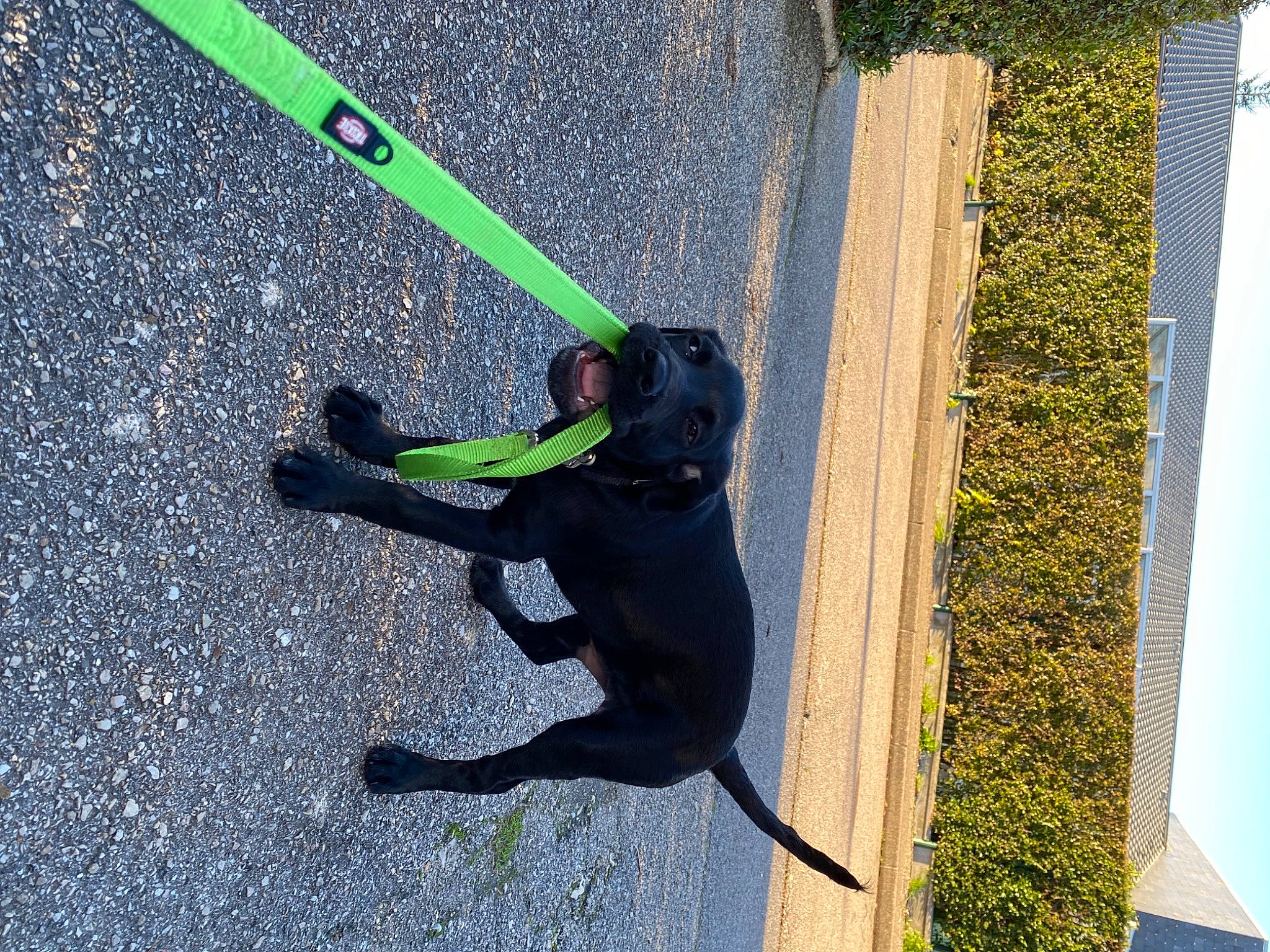 Rocky a rejoint le concours — aidez-le/la à gagner de superbes lots ! asphalt, canidae, carnivore, collar, dog, dog_breed, fashion_accessory, grass, leash, plant, recreation, road_surface, shadow, sidewalk, snout, sporting_group, tail, tar, tints_and_shades, working_animal