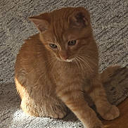 Simba a rejoint le concours — aidez-le/la à gagner de superbes lots ! abyssinian, animal, cat, hardwood, homedecor, kitten, manx, pet, plywood, rug, siamese, wood
