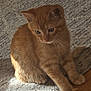 abyssinian, animal, cat, hardwood, homedecor, kitten, manx, pet, plywood, rug, siamese, wood