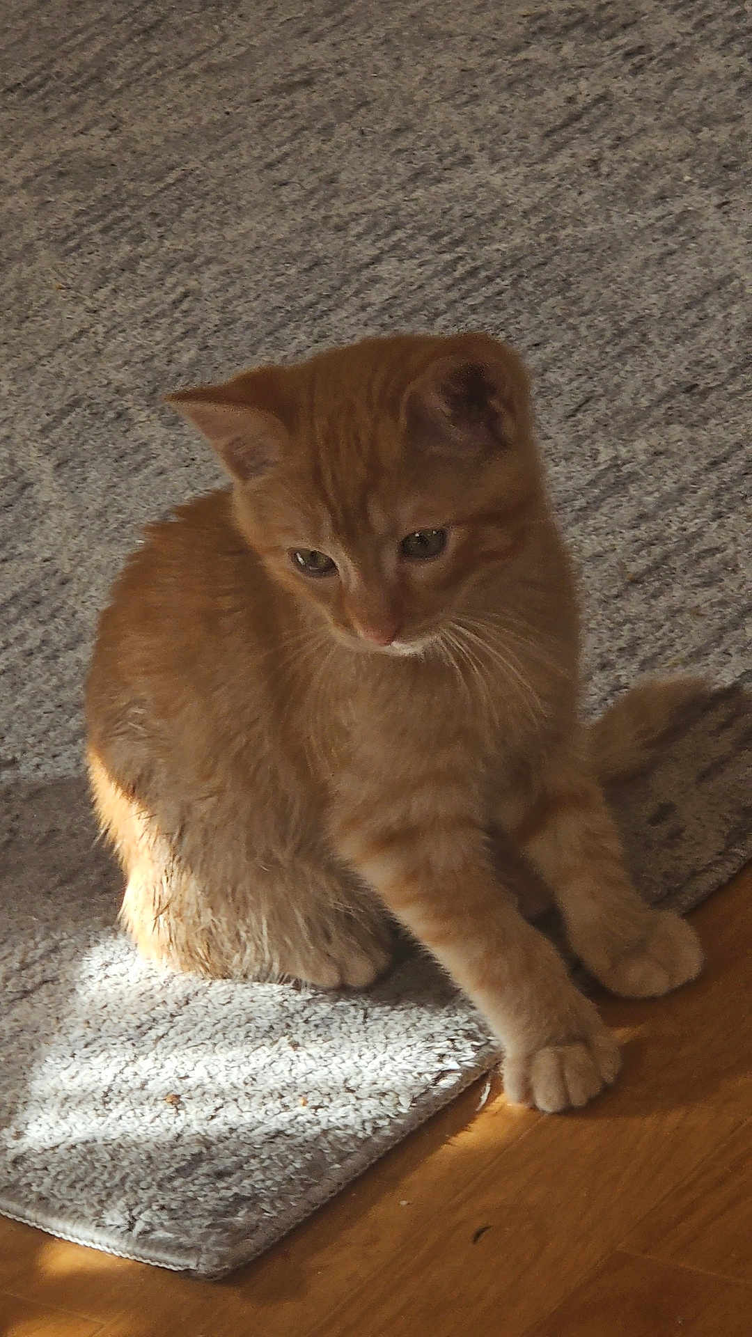 Simba a rejoint le concours — aidez-le/la à gagner de superbes lots ! abyssinian, animal, cat, hardwood, homedecor, kitten, manx, pet, plywood, rug, siamese, wood